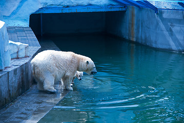 Image showing White bears