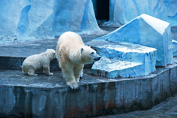 Image showing White bears