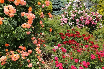 Image showing Roses