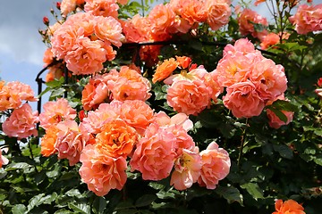 Image showing Roses