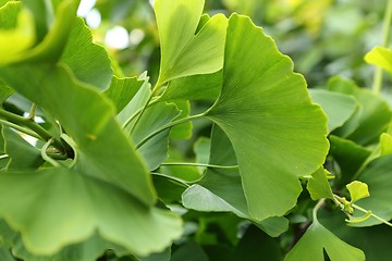 Image showing Ginkgo Biloba