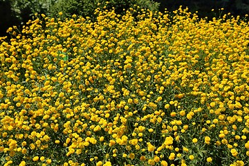 Image showing Ranunculus, buttercups.