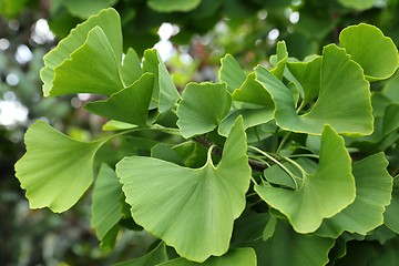 Image showing Ginkgo Biloba