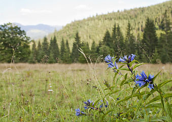 Image showing Bluebells