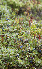 Image showing Wild blueberries