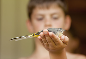 Image showing Bird in hand