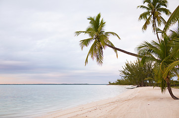 Image showing tropical beach with palm trees