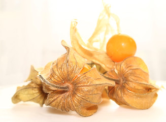 Image showing physalis fruit