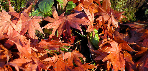 Image showing Autumn leaves texture