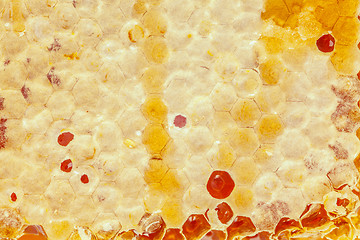 Image showing honey making in honeycombs