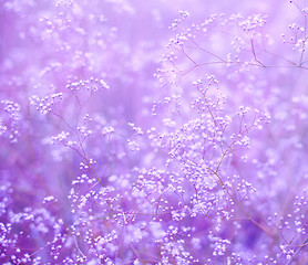 Image showing Flowers purple background