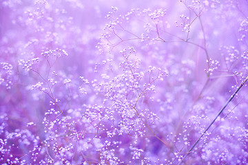 Image showing Flowers purple background