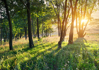 Image showing Glade in the forest