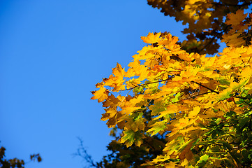 Image showing yellow maple leaves