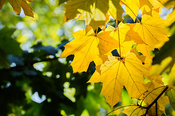 Image showing yellow maple leaves