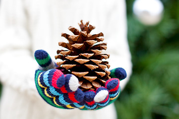 Image showing close-up of tree cone