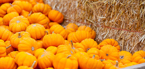 Image showing pumpkin patch