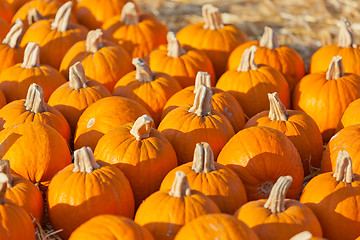 Image showing pumpkin patch