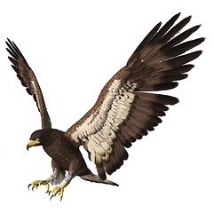 Image showing Bald Eagle