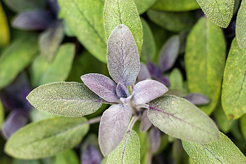 Image showing sage, Salvia officinalis