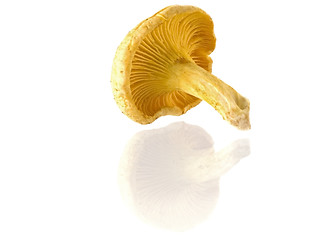 Image showing mushrooms