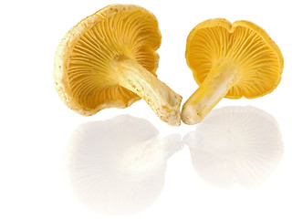 Image showing mushrooms