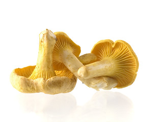 Image showing mushrooms