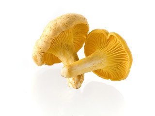 Image showing mushrooms