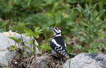 Image showing woodpecker