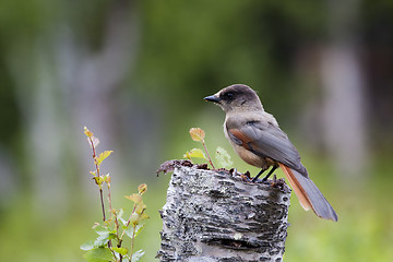 Image showing siberian jay