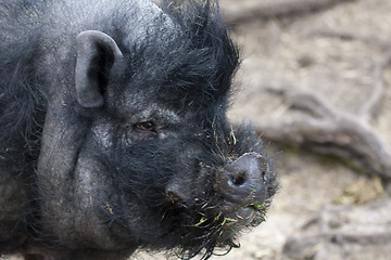 Image showing hog