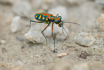 Image showing Tiger beetle - Cosmodela aurulenta close up