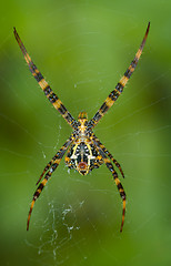 Image showing Yellow-black Argiope spider in its web. Bottom view