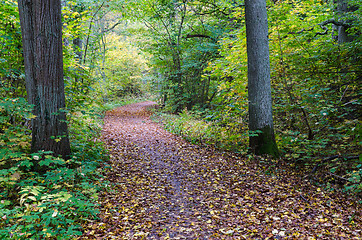 Image showing Beautiful autumn