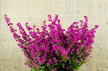 Image showing Heather plant close up