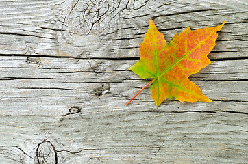 Image showing Single maple leaf at wooden surface