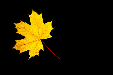 Image showing Yellow maple leaf