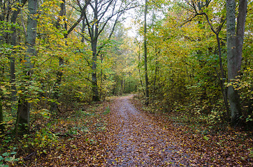 Image showing Paved footpath in autumn colors