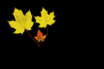 Image showing Yellow maple leaves at dark background