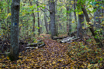 Image showing Walking trail in fall colors