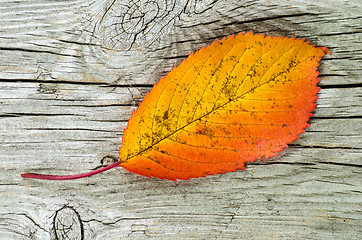 Image showing One autumn colored leaf