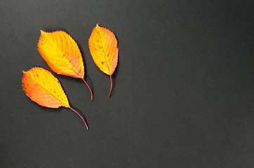 Image showing Shiny autumn leaves