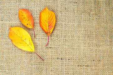 Image showing Fall colored leaves at sackcloth