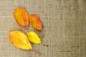 Image showing Autumn colored leaves