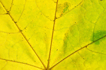 Image showing Maple leaf macro background