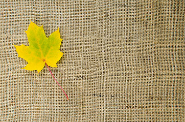 Image showing One yellow maple leaf at burlap