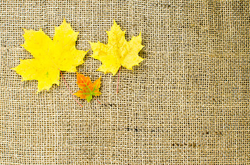 Image showing Colored maple leaves at burlap