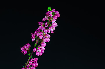 Image showing Heather flower detail at black background