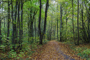 Image showing Autumn by the footpath