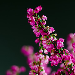 Image showing Heather flower close up